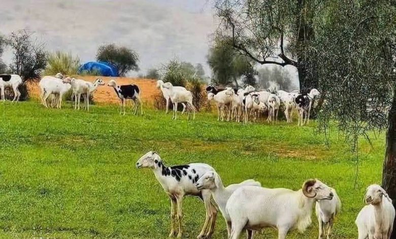 أمطار على مناطق متفرقة من البلاد
